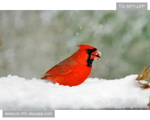 红雀进攻失灵,四分卫受伤成致命因素,红雀140 红雀进攻失灵,四分卫受伤成致命因素,红雀140